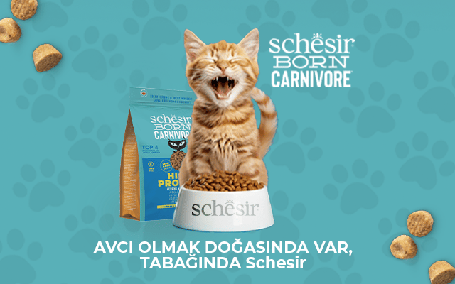 Schesir