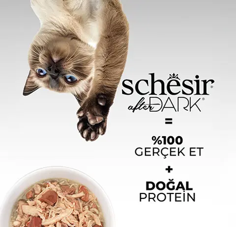 schesir